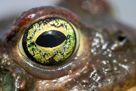 Capture of the natterjack toad's eye showcasing unique colors and textures The intricate patterns