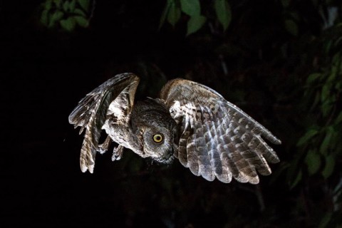 Eurasian Scops Owl (Otus scops) hunting, Andalusia, Spain
