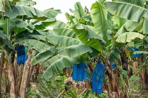 February 18, 2026: Banana plantation with fruit bunches wrapped in blue plastic bags (Musa) for