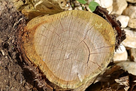 Tree stump with annual rings, Wilnsdorf, North Rhine-Westphalia, Germany