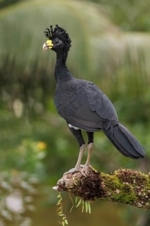 Great Curassow (Crax rubra) perched on a branch in Costa Rica