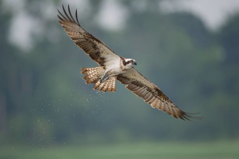 Western Osprey (Pandion haliaetus) flying, Mecklenburg-Western Pomerania, Germany