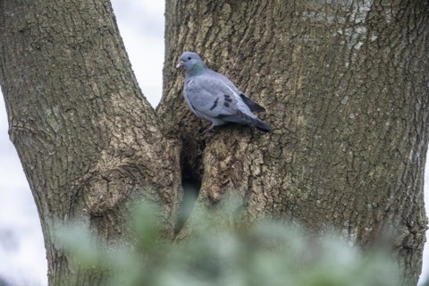 Stock Dove (Columba oenas), Emsland, Lower Saxony, Germany