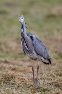 Grey Heron (Ardea cinerea), Netherlands