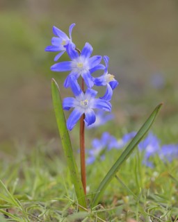 Lucile's glory-of-the-snow (Chionodoxa luciliae), flowering on forest floor, inflorescence,