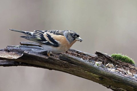 Brambling (Fringilla montifringilla) male, Saxony-Anhalt, Germany