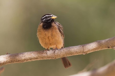 Cinnamon-breasted Bunting (Emberiza tahapisi), Oman