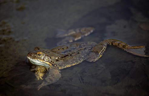 Common frog, common frog, rana temporaria, amphibians, amphibians, frog, frogs, amphibians