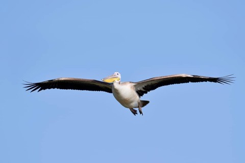 Pink pelican (Pelecanus onocrotalus), immature, flying, Greece