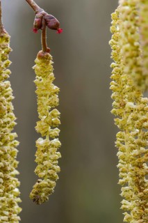Betulaceae, birch plants, flower kittens, corylus avellana, common hazel, hazel, hazel, male