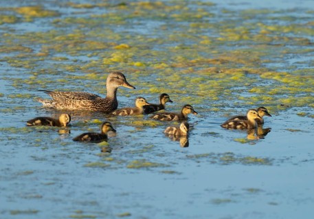 Mallard (Anas platyrhynchos) female and young birds swimming on a lake, blue water, Lower Saxony,