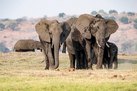 Herd of animals with young, African elephant (Loxodonta africana) drinking at the Chobe River,