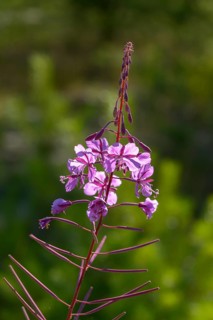 Epilobium angustifolium, evening primrose, onagraceae, narrow-leaved fireweed, woodflown