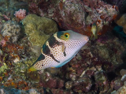 A colourful pufferfish with a spotted pattern, the saddle-spotted pufferfish (Canthigaster