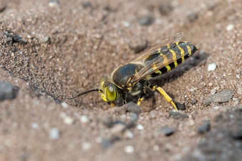Bembix Rostrata, Brandenburg, Common European Sand Wasp, Crabroniade, Germany, hymenoptera, gyro