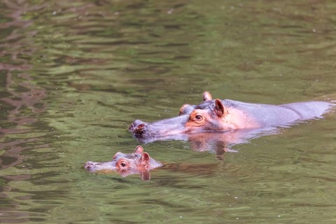 A young hippopotamus (Hippopotamus amphibius) rests in the water next to its mother. Democratic