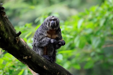 White-headed saki (Pithecia pithecia), pale-headed saki, adult, female, sitting, tree trunk, alert,