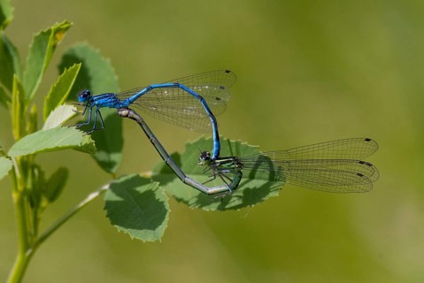 Azure damselfly, coenagrion puella, common coenagrion, horseshoe azurmaid, horseshoe azurmaid,
