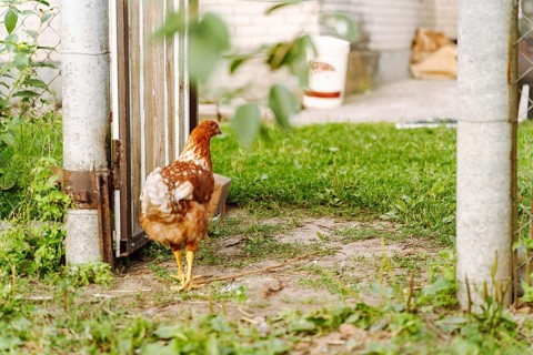 Rear view of a chicken that walks in the courtyard of a rural house, A domestic chicken walks on