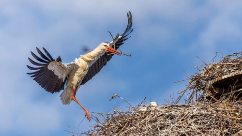 White stork (Ciconia ciconia), flying to the nest with nesting material in its beak, Affenberg,