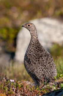 Alpine ptarmigan, Finland, Lagopus muta, Lagopus mutus, ptarmigan, birds, chickens, female,
