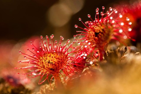 Brosswort, Bullwort, Drosera Rotundifolia, Droseraceae, Lord Spoon, Sky Spoon, Sky Dew, Round Leaf