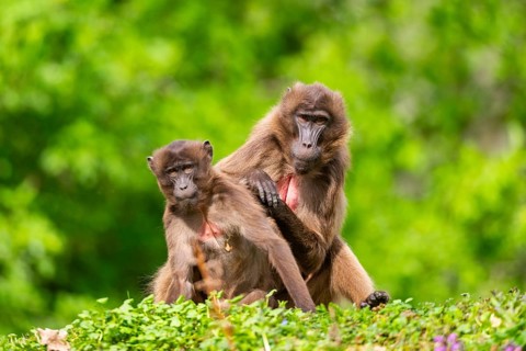 Two Gelada (Theropithecus gelada) female eavesdrop on each other, captive, distribution africa