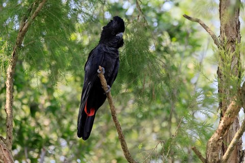 Red-tailed Cockatoo (Calyptorhynchus banksii), Banks' Cockatoo, adult, male, perch, alert,
