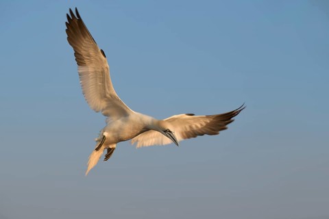 Northern Gannet (Morus bassanus) flying, Schleswig-Holstein, Germany