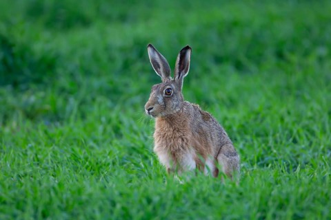 European brown hare (Lepus europaeus) adult animal in a farmland cereal crop in the summer,
