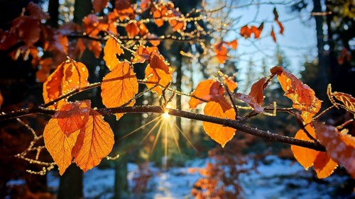 Luminous autumn leaves of a beech (fagus) in the forest, illuminated by star-shaped sunbeams,