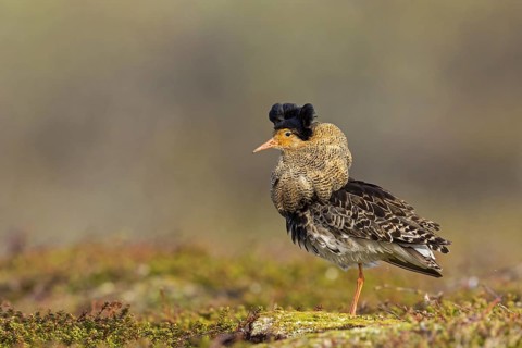 Ruff, (Philomachus pugnax), animals, birds, plumage during mating season, snipe bird, courtship,