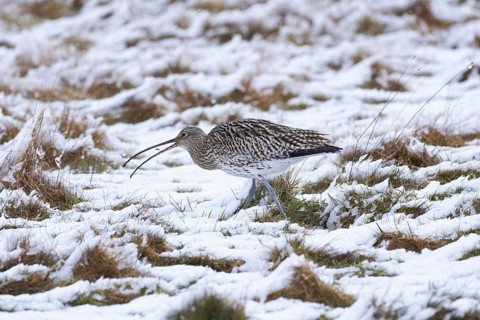 Eurasian Curlew (Numenius arquata) searching for food on snow covered pasture, at the end of March,