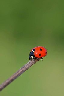 Seven-spot ladybird (Coccinella septempunctata), on the tip of a plant, green background,