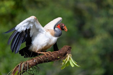 King vulture (Sarcoramphus papa), cock, vulture birds (Aegypiinae), Laguna del Lagarto Lodge,