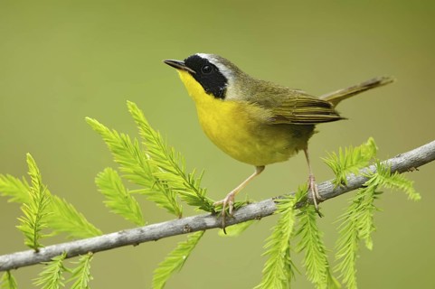 Common Yellowthroat (Geothlypis trichas), Texas, USA