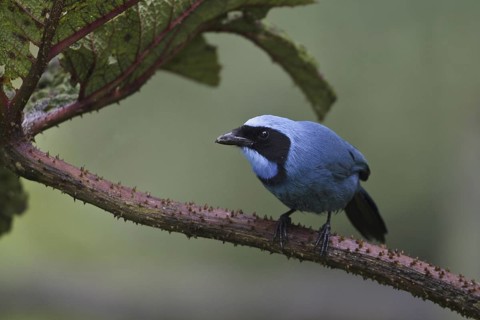 Turquoise Jay (Cyanolyca turcosa), Ecuador