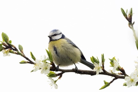 A blue tit (Parus caeruleus) sitting sideways on a flowering branch, Hesse, Germany