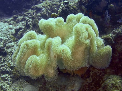 Delicate, velvety mushroom-shaped leather coral (Sarcophyton glaucum), leather coral, Close