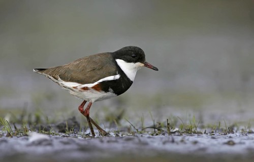 Red-kneed Dotterel (Erythrogonys cinctus), Victoria, Australia