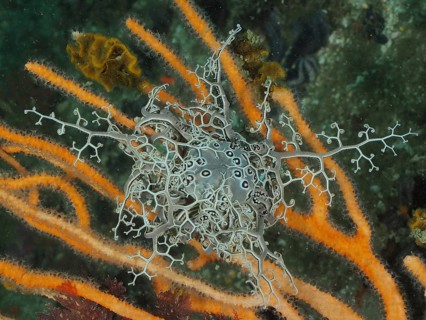 Gorgon's head (Astrocladus euryale)