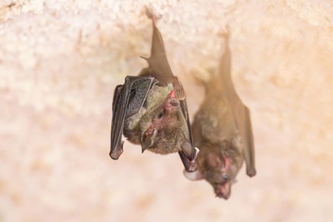 Lesser mouse-eared myotis (Myotis blythii) bats hanging on a wall, Bavaria, Germany