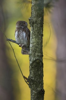 Eurasian Pygmy Owl (Glaucidium passerinum), Poland