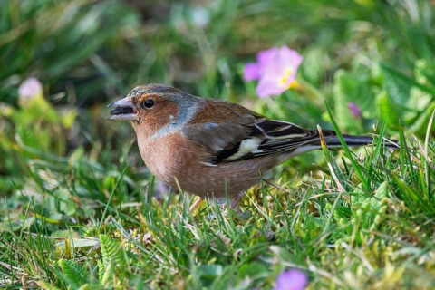A male chaffinch (Fringilla coelebs) pecking in a blooming meadow next to purple flowers,