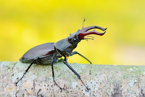 Stag beetle (Lucanus cervus), male, North Rhine-Westphalia, Germany