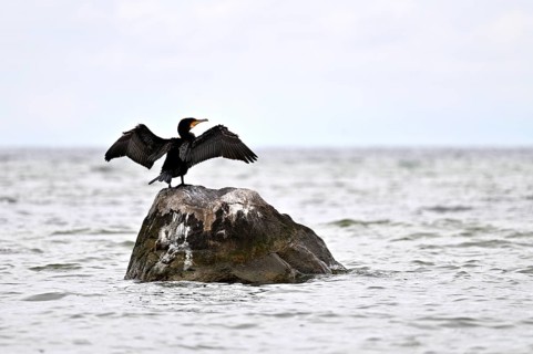 Cormorant (Phalacocorax carbo), with outstretched wings sitting on a rock in the Baltic Sea, Poel