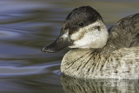 Ruddy Duck (Oxyura jamaicensis), New Mexico, USA