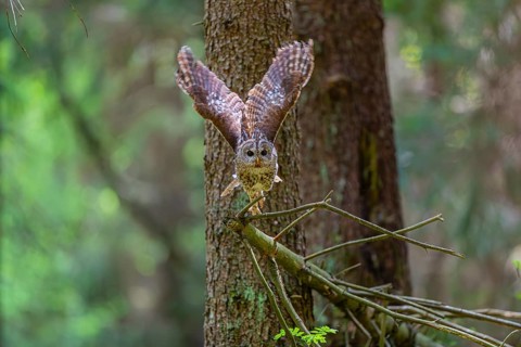 One tawny owl or brown owl (Strix aluco) flying through a dense forest