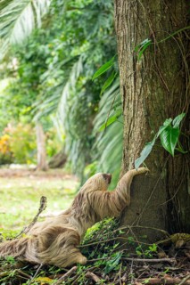 Two toed sloth (Choloepus didactylus) climbing up a tree trunk after being on the ground. Puerto