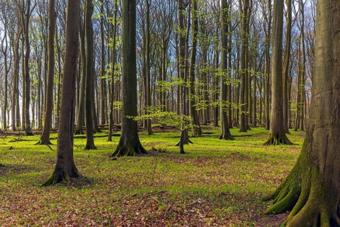 Tree trunks of European beech trees and twigs with fresh budding leaves in broadleaved forest in